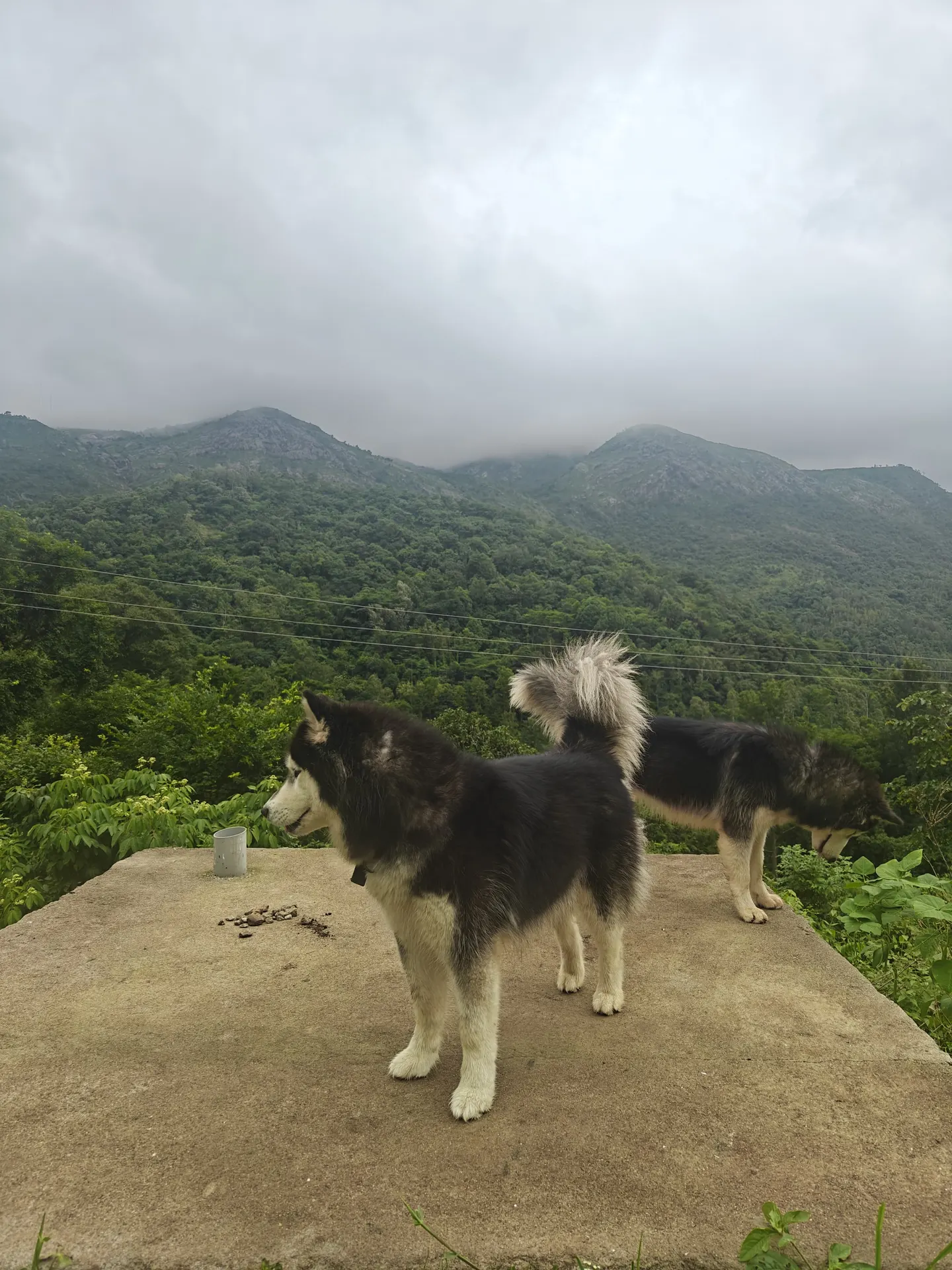 Resort dogs with the Araku hills behind them